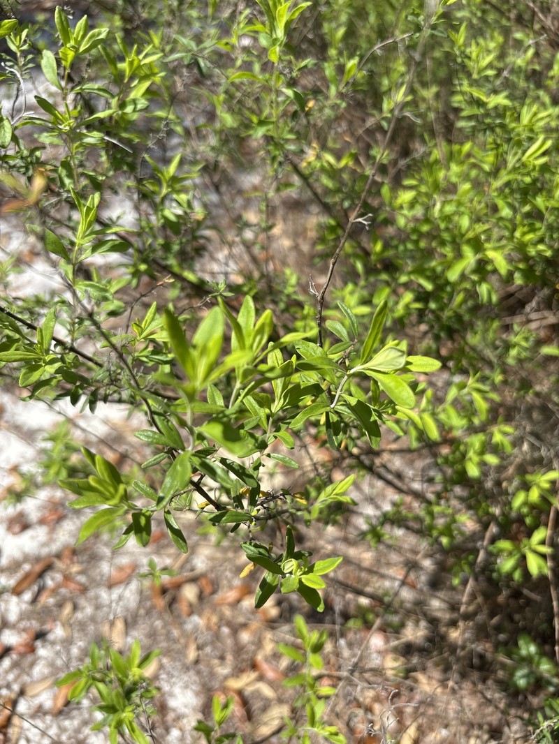 Etoniah Rosemary photo 2