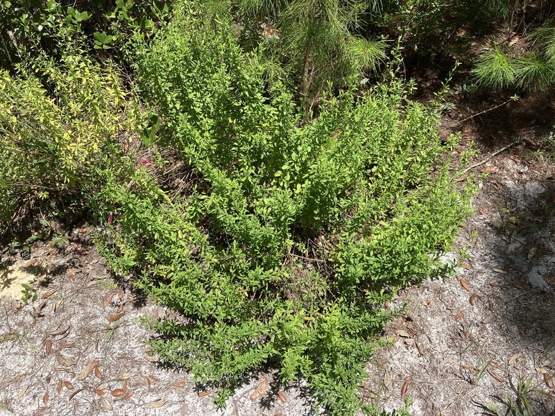 Etoniah Rosemary photo 3