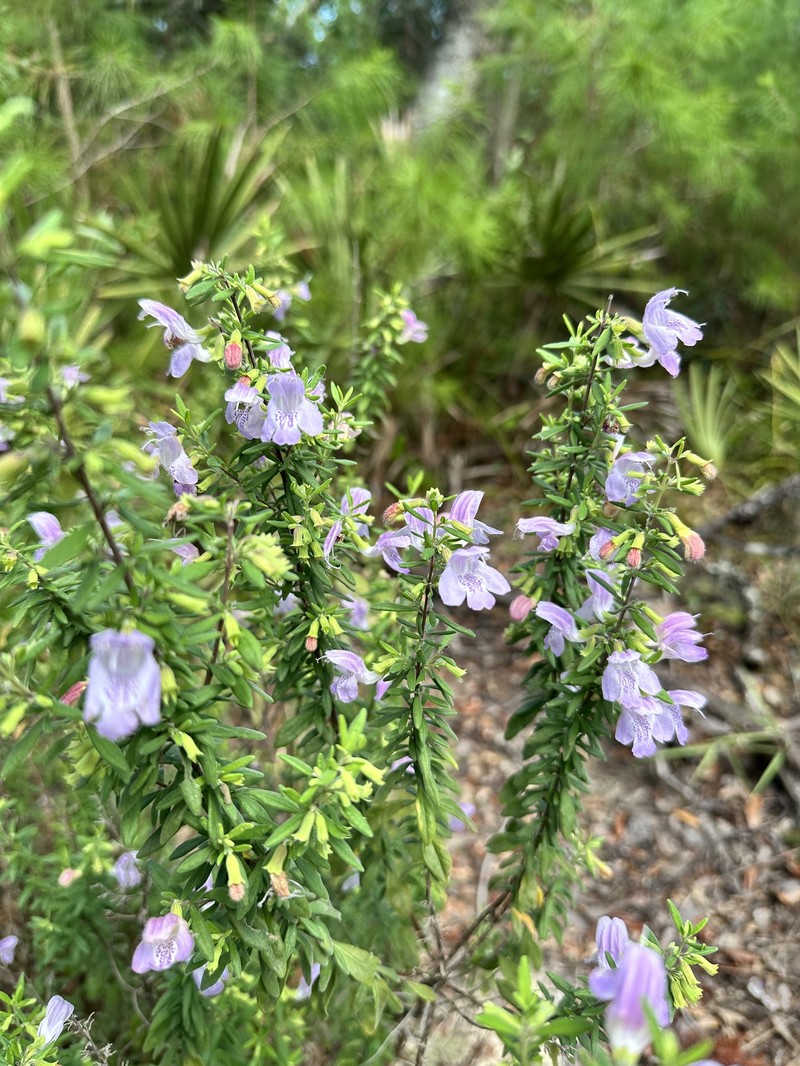 Etoniah Rosemary photo 4