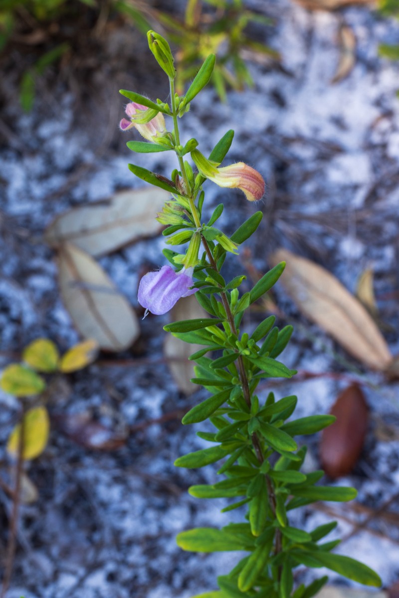 Etoniah Rosemary photo 5