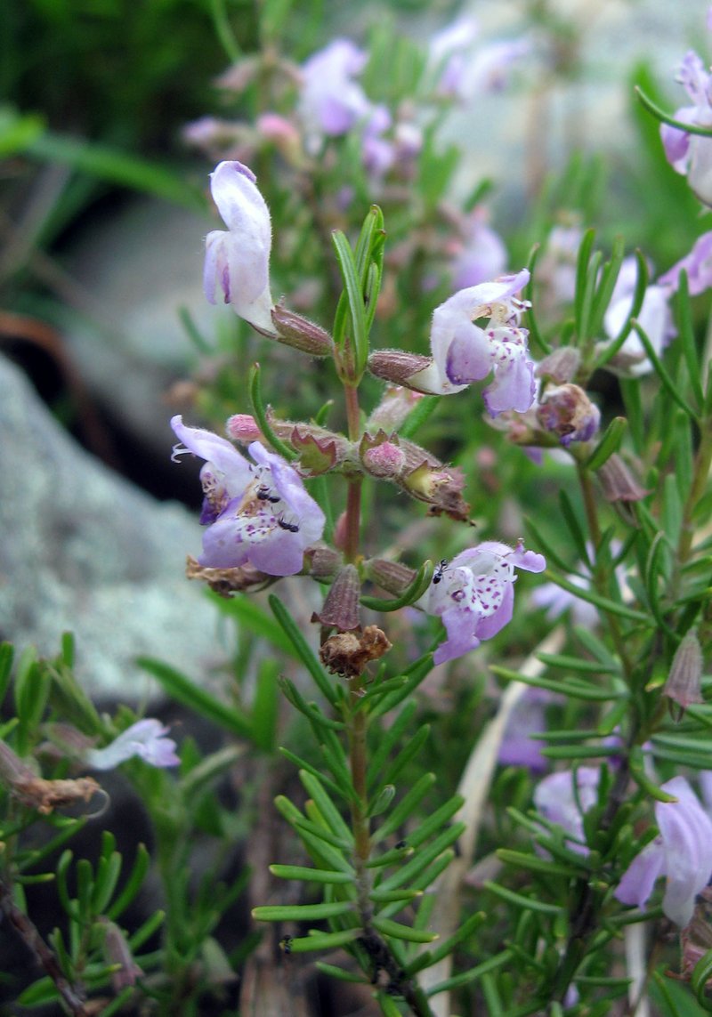 Cumberland False Rosemary