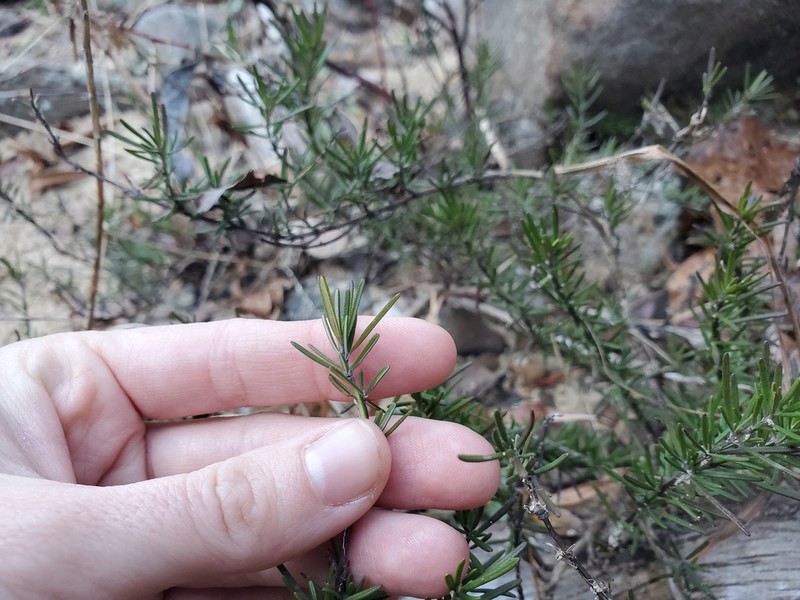 Cumberland False Rosemary