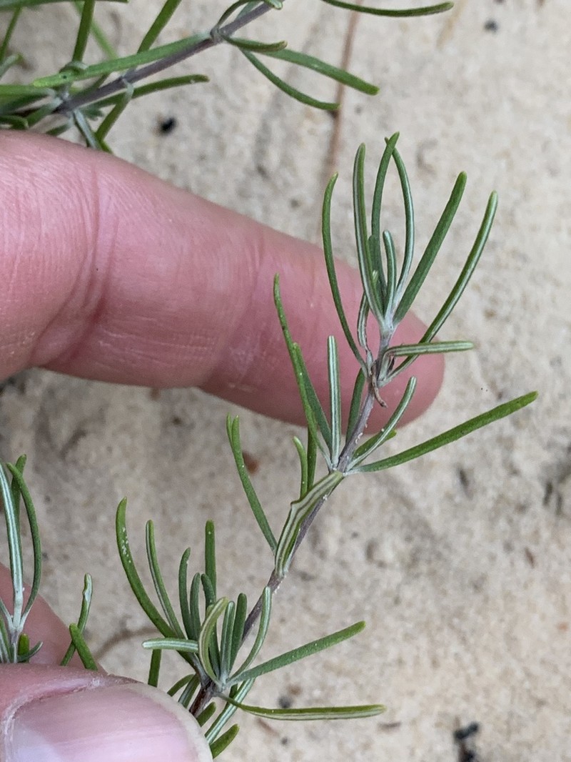Cumberland False Rosemary photo 2