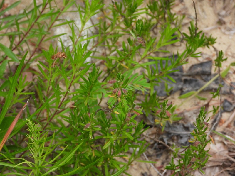 Cumberland False Rosemary photo 3