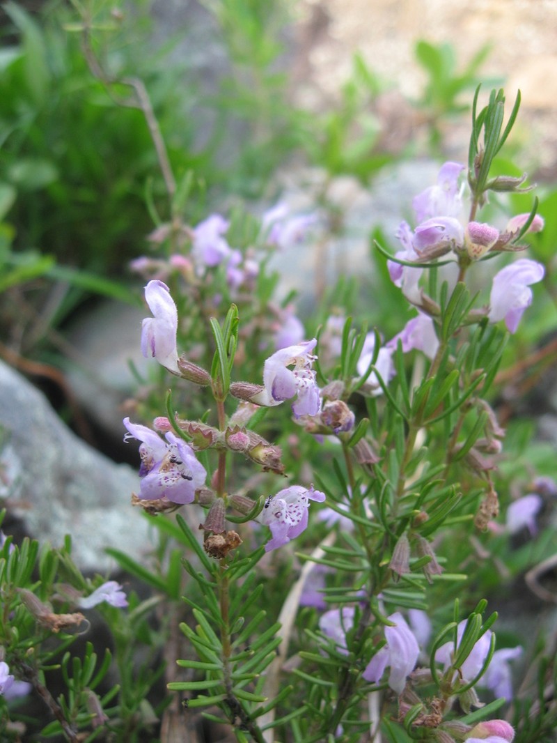 Cumberland False Rosemary photo 4