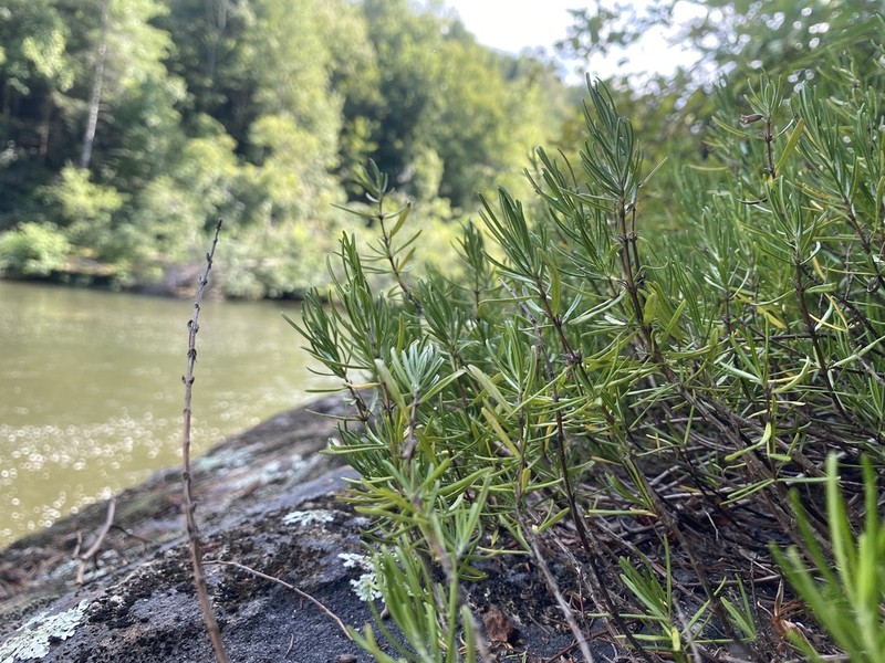 Cumberland False Rosemary photo 5