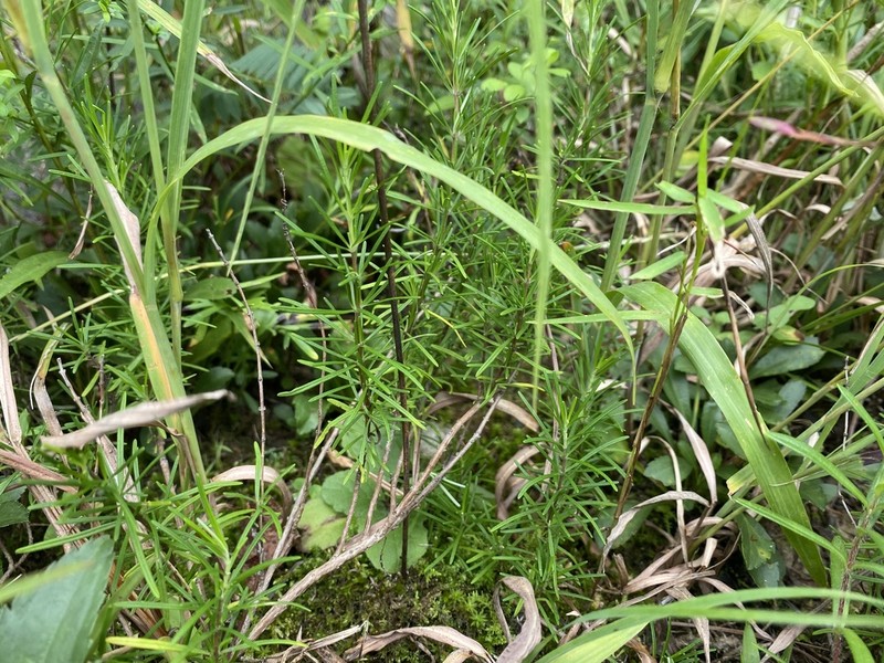 Cumberland False Rosemary photo 6
