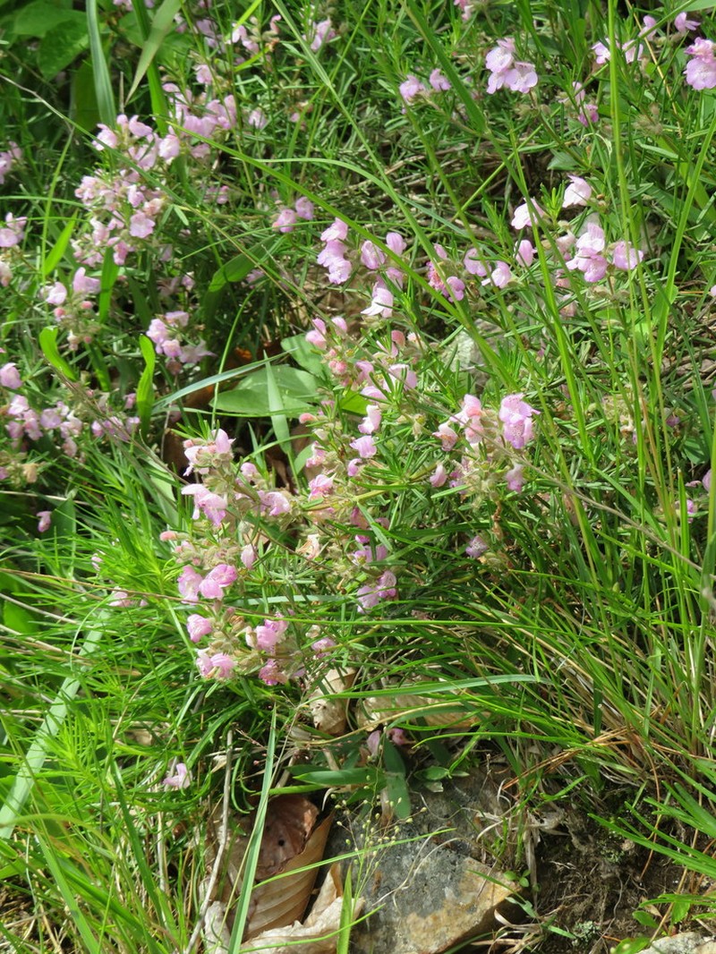 Cumberland False Rosemary photo 7