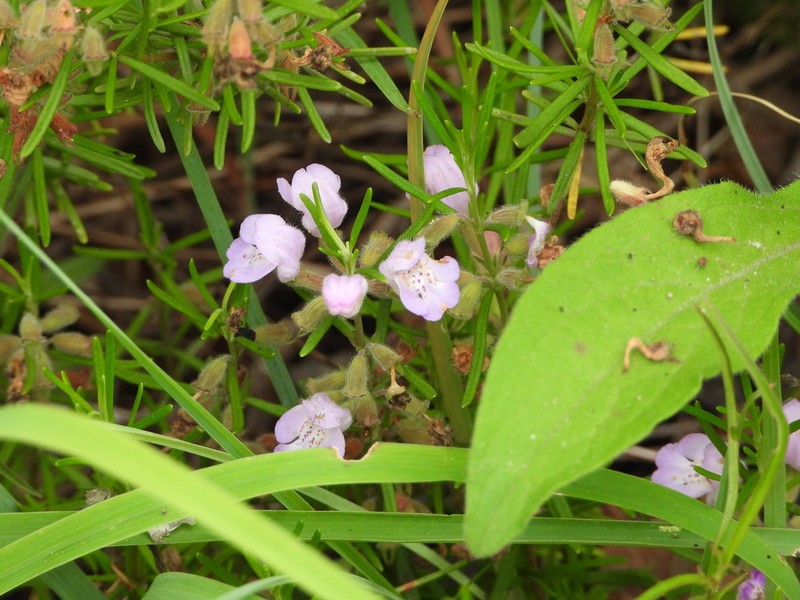 Cumberland False Rosemary photo 8
