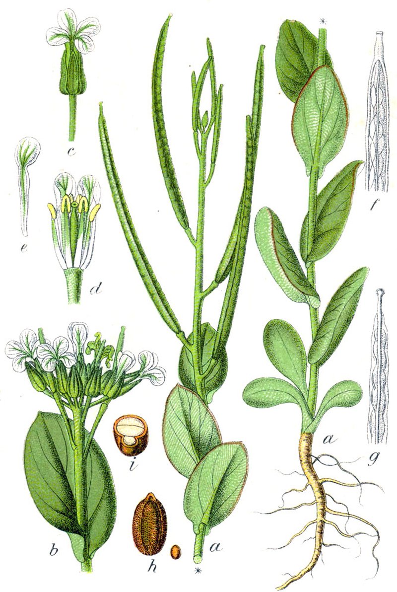 Hare's Ear Mustard photo 2