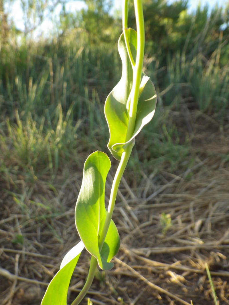 Hare's Ear Mustard photo 3