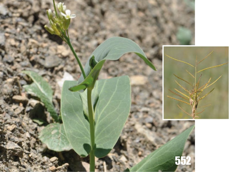Hare's Ear Mustard photo 4