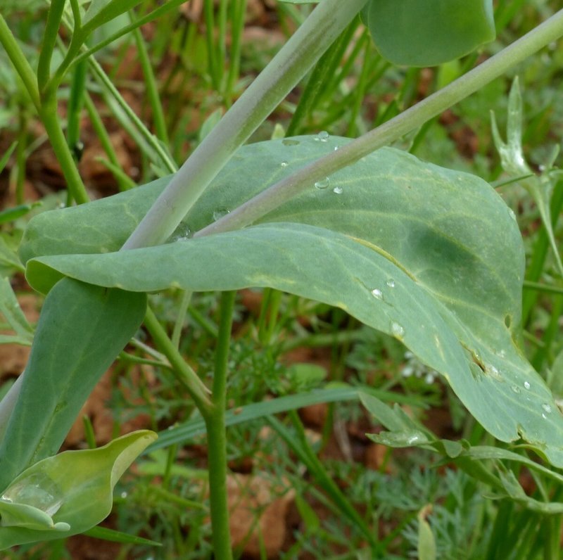 Hare's Ear Mustard photo 6