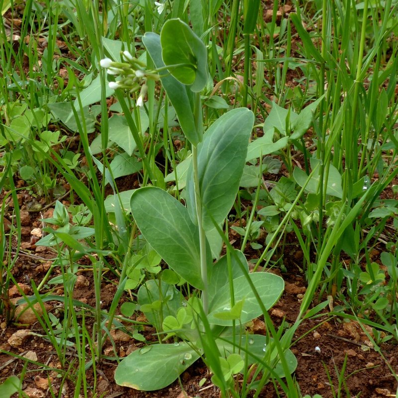 Hare's Ear Mustard photo 7