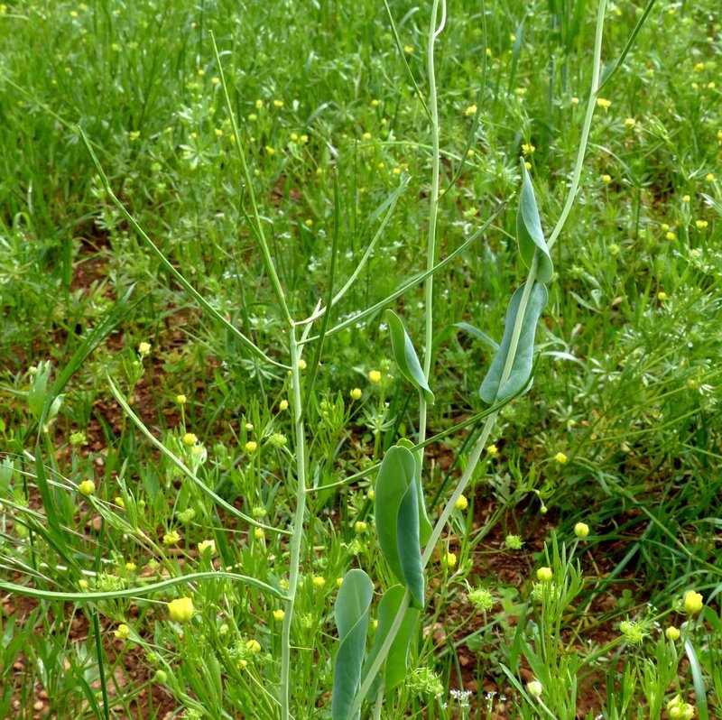Hare's Ear Mustard photo 8