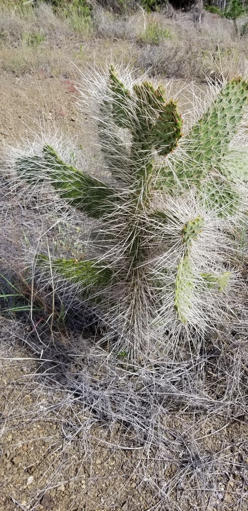 Semaphore Pricklypear
