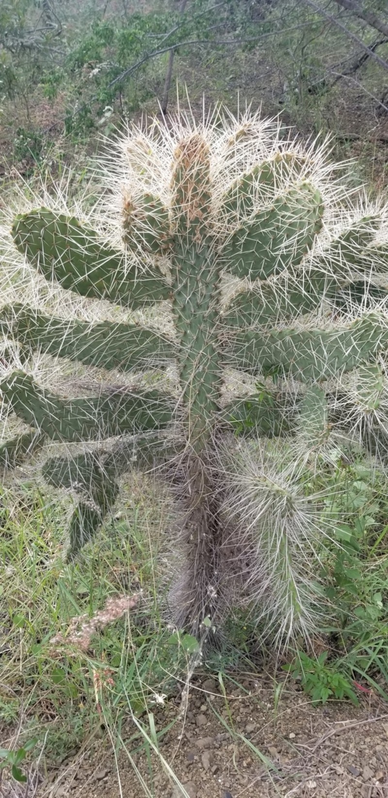 Semaphore Pricklypear photo 2