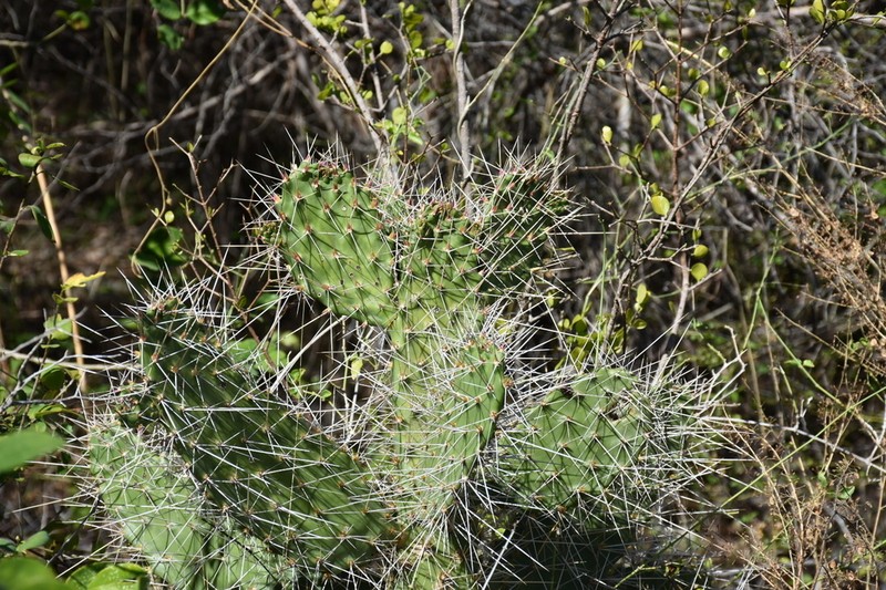 Semaphore Pricklypear photo 3