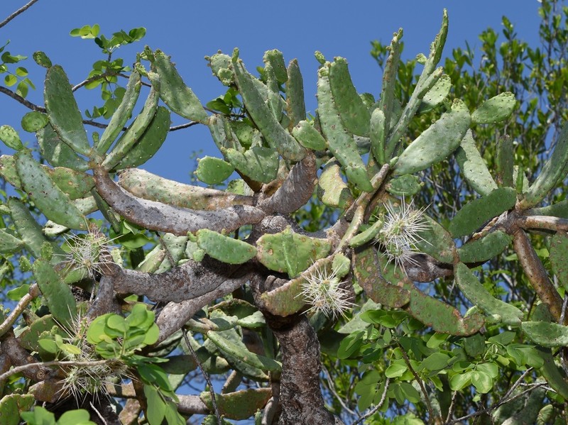 Semaphore Pricklypear photo 4