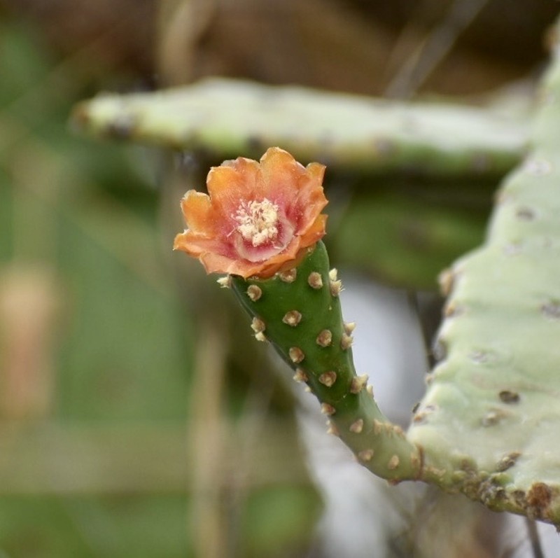 Semaphore Pricklypear photo 5