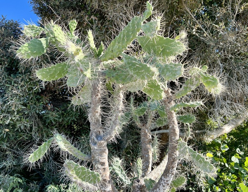 Semaphore Pricklypear photo 6