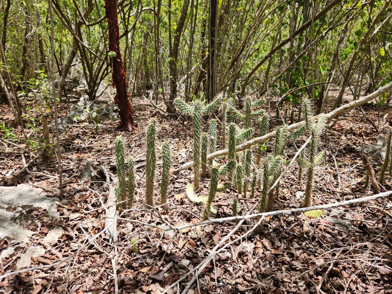 Semaphore Pricklypear photo 7