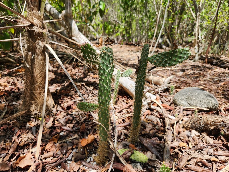 Semaphore Pricklypear photo 8