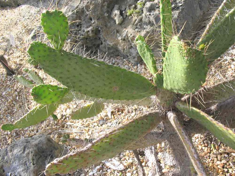 Consolea millspaughii subsp. corallicola