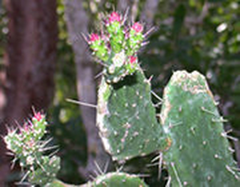 Consolea millspaughii subsp. corallicola photo 2