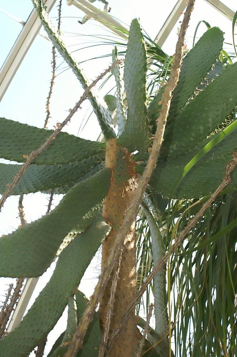 Nash's Pricklypear
