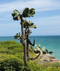 Sour Pricklypear