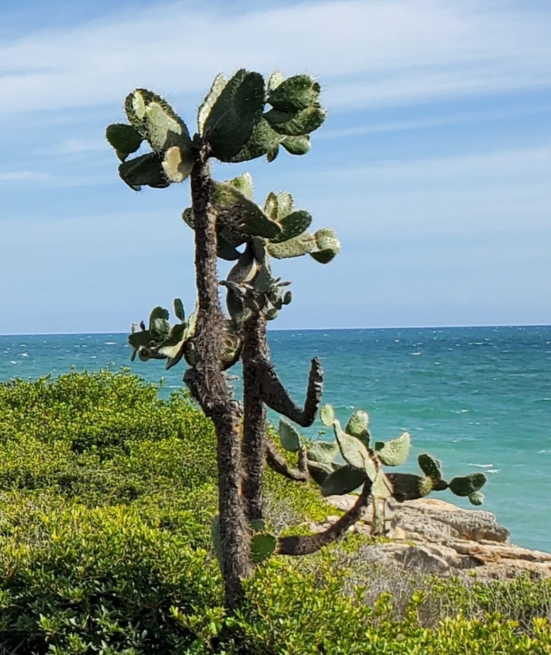 Sour Pricklypear