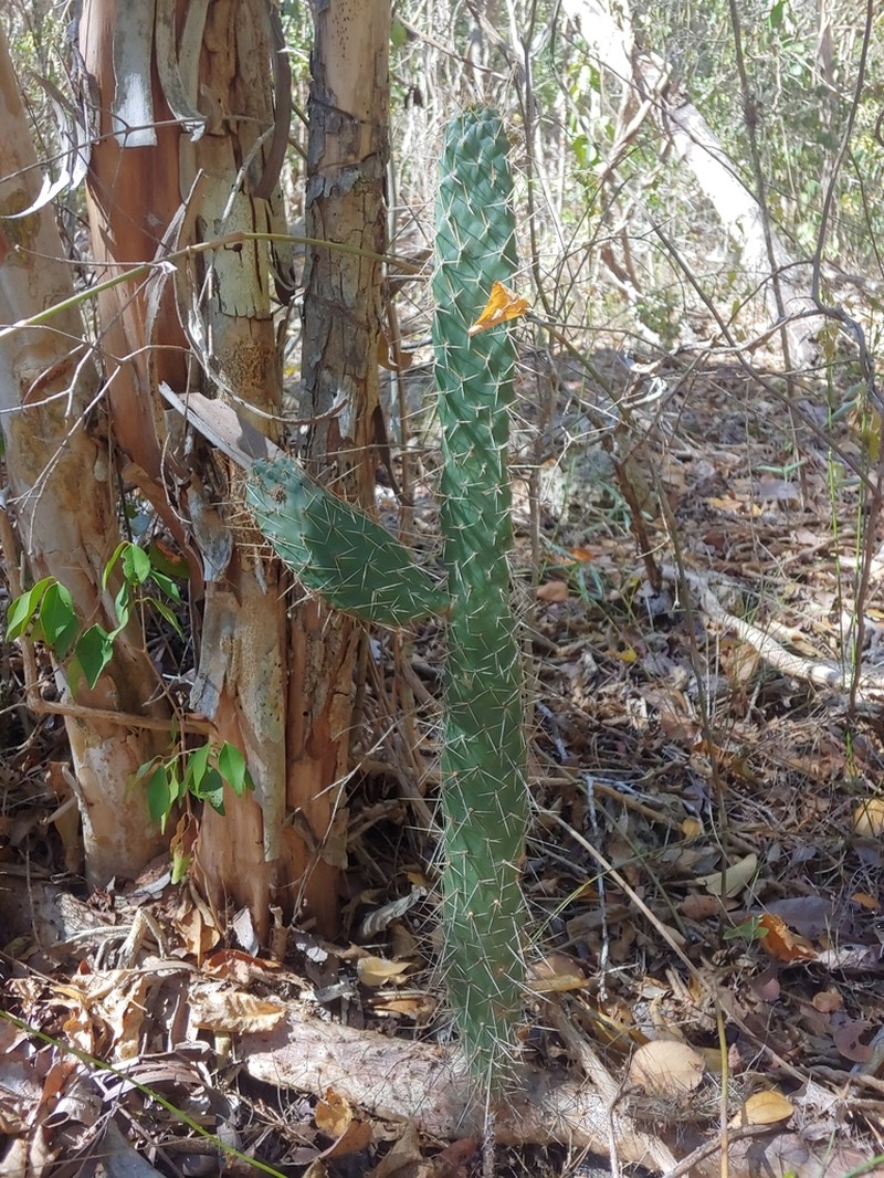 Sour Pricklypear photo 2