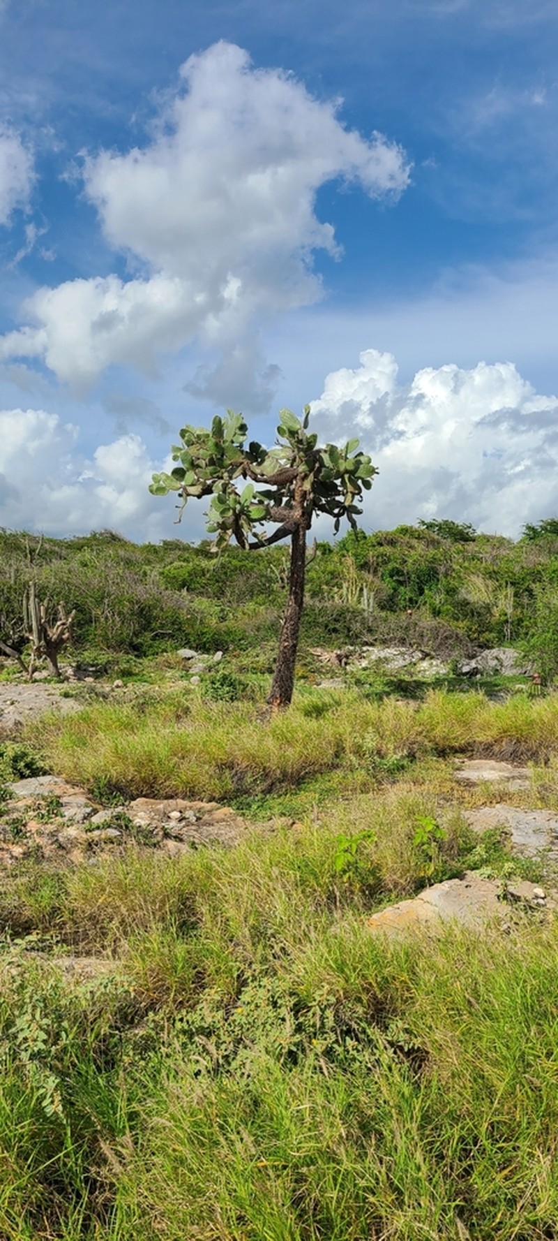 Sour Pricklypear photo 3