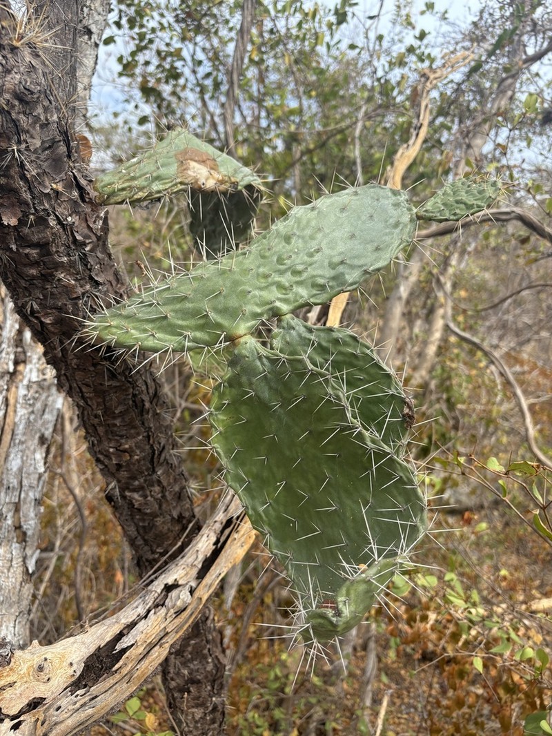Sour Pricklypear photo 4