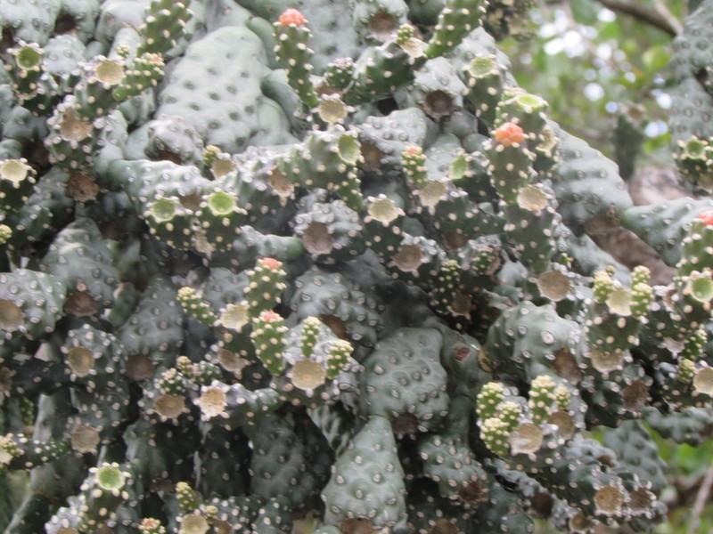 Sour Pricklypear photo 6