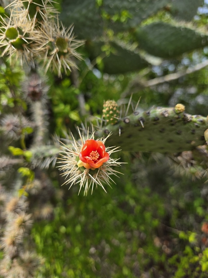 Sour Pricklypear photo 7