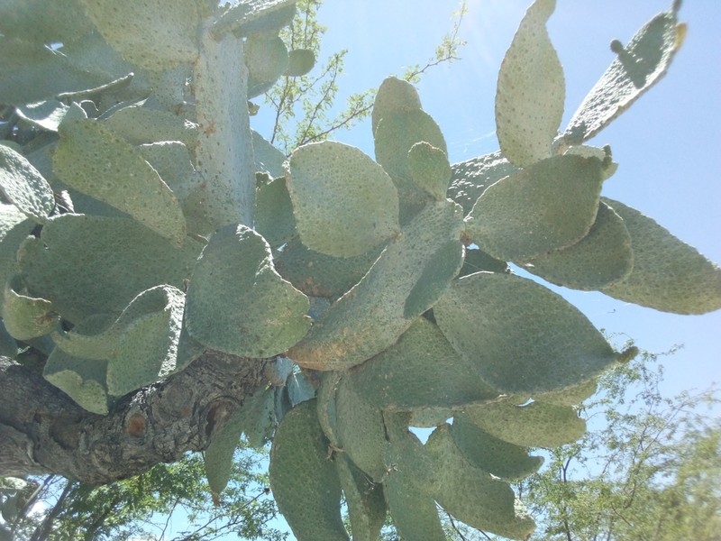 Consolea testudinis-crus photo 5