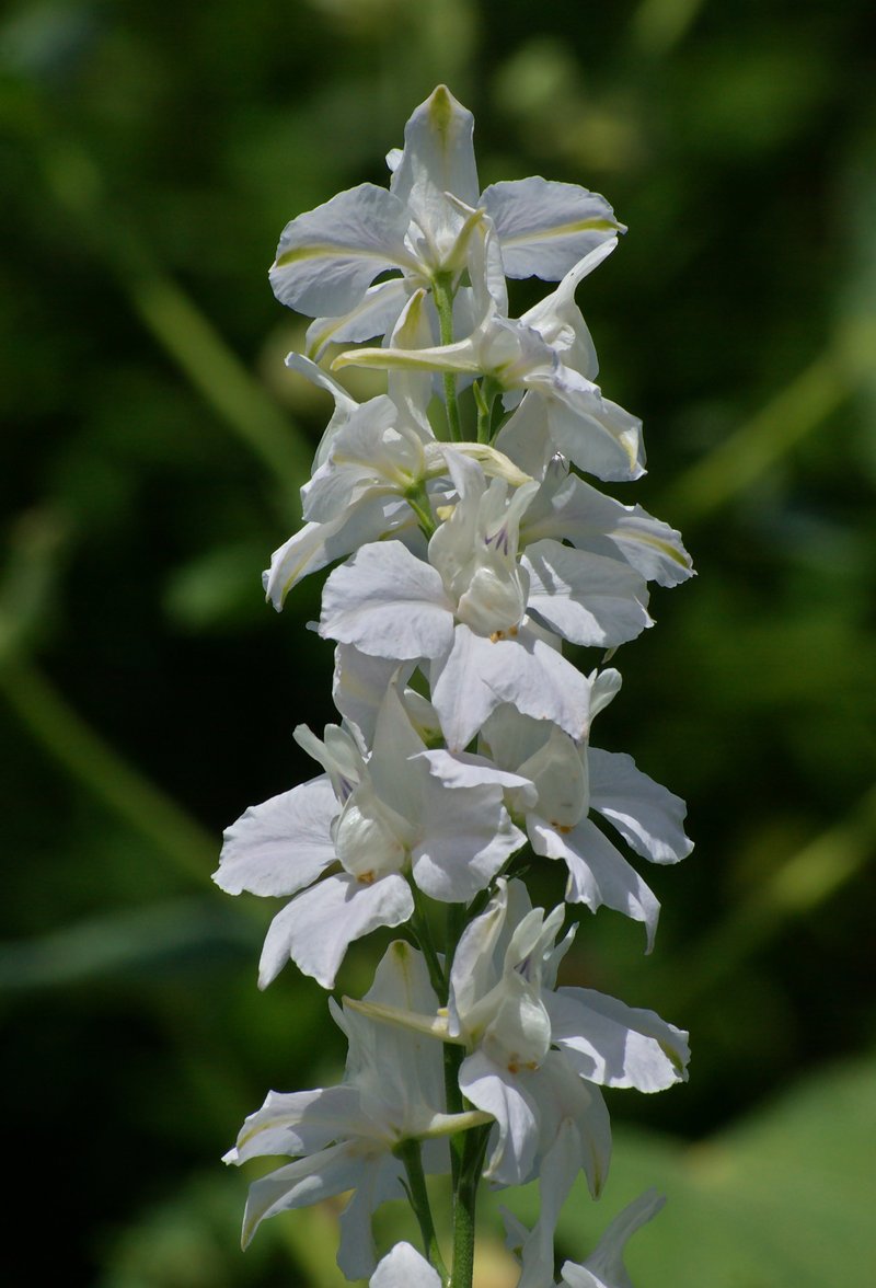 Doubtful Knight's-Spur photo 4