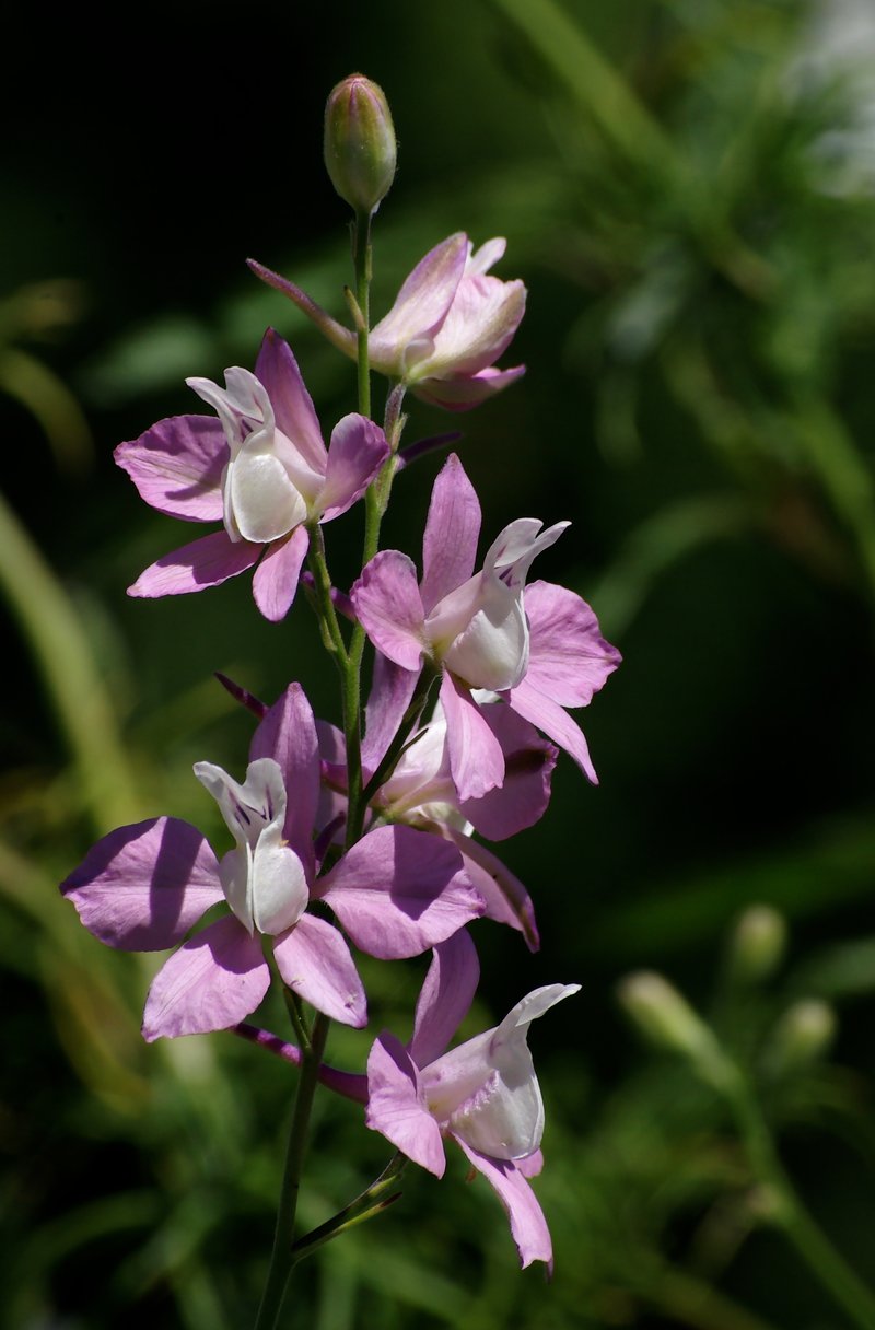 Doubtful Knight's-Spur photo 5