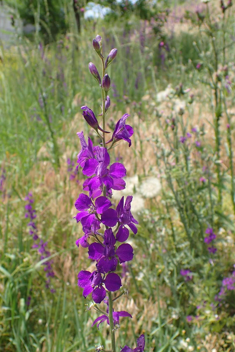 Oriental Knight's-Spur photo 3