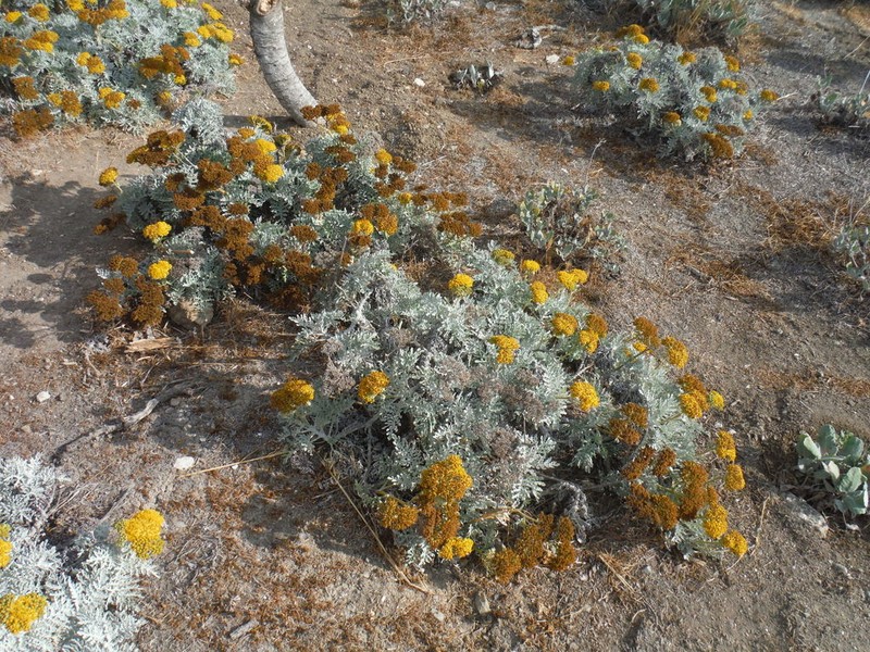 Nevin's Woolly Sunflower photo 4