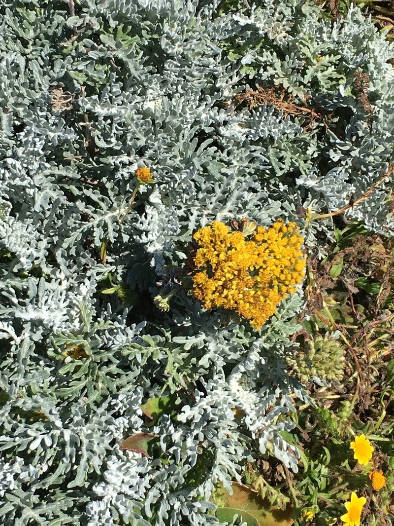 Nevin's Woolly Sunflower photo 6