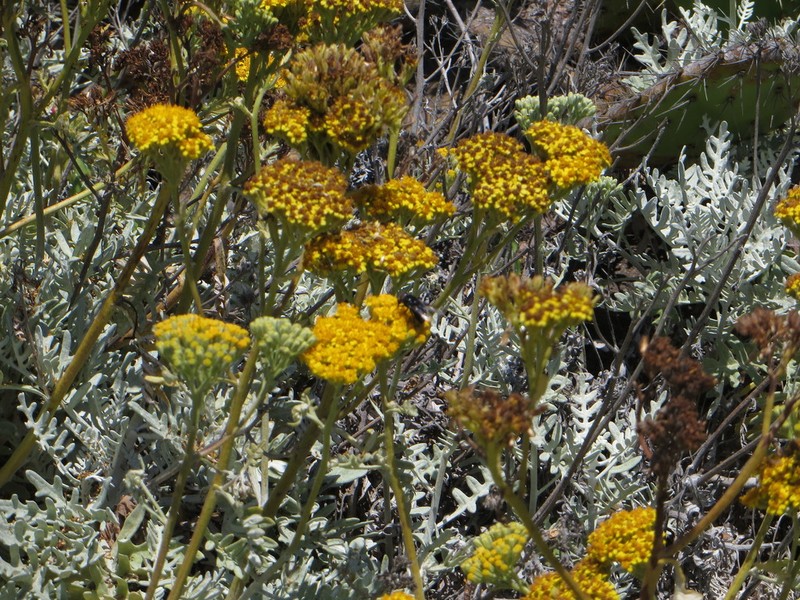 Nevin's Woolly Sunflower photo 7