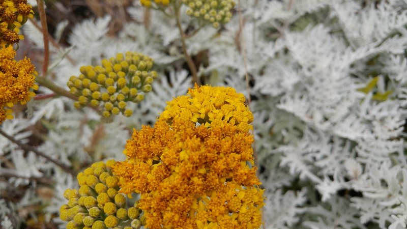 Nevin's Woolly Sunflower photo 8