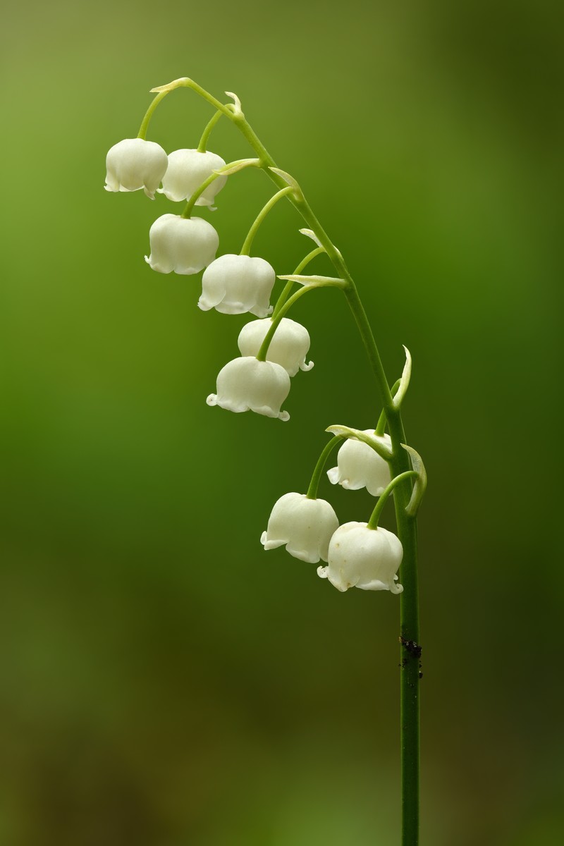 European Lily Of The Valley