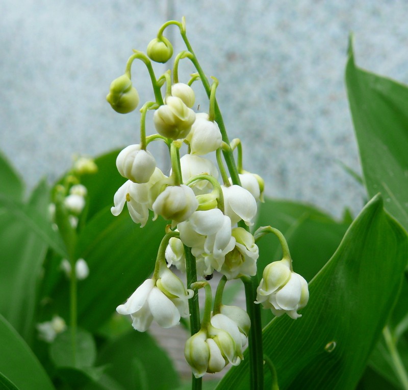 European Lily Of The Valley photo 2