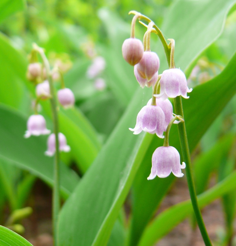 European Lily Of The Valley photo 3