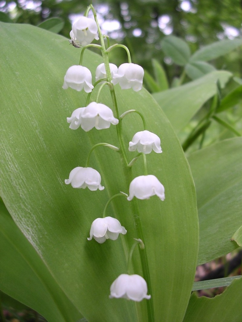European Lily Of The Valley photo 4