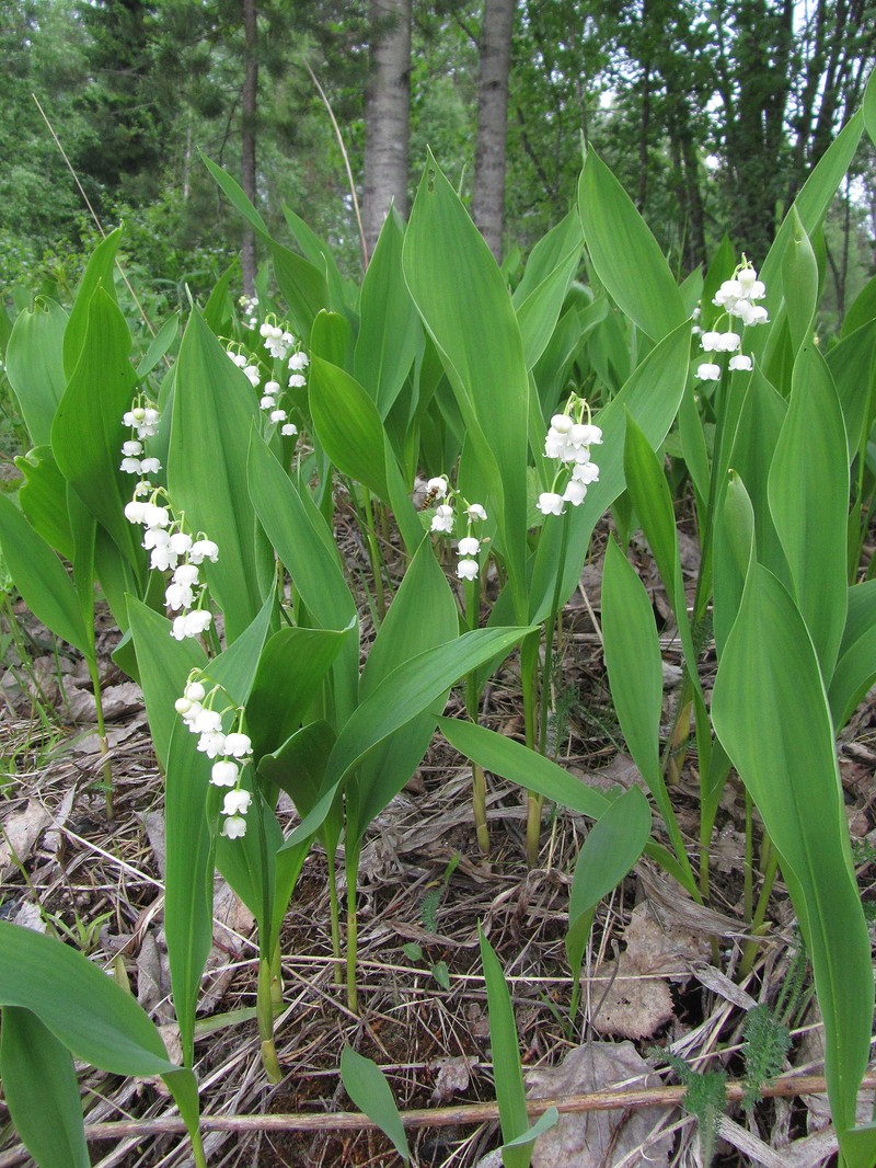 European Lily Of The Valley photo 5